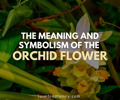 The witches orchid enchantment